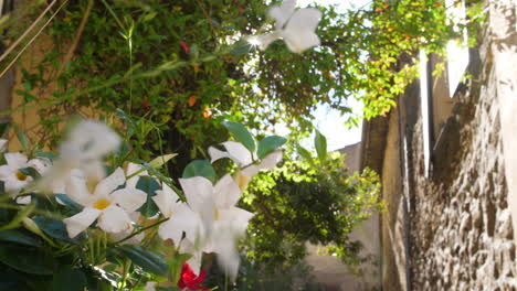 Weiße-Blumen-Gassin-Straßen-Französisches-Dorf-Schöne-Sonneneruption